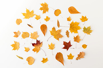 Image showing dry fallen autumn leaves on white background