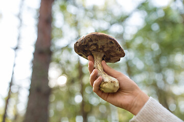 Image showing close up of female hand with mushroom in forest