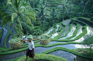 Image showing ASIA INDONESIA BALI RICE TERRACE UBUD TEGALLALANG