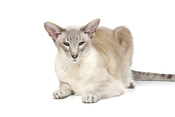 Image showing Beautiful oriental siam cat