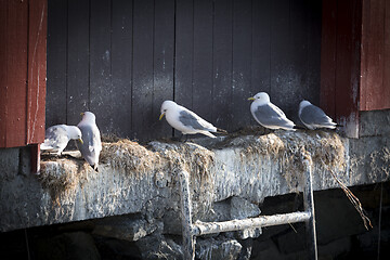 Image showing Seagull