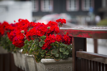 Image showing Red Roses