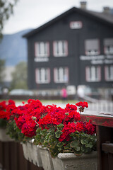 Image showing Red Roses