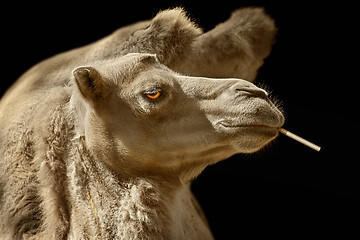 Image showing Portrait of Camel