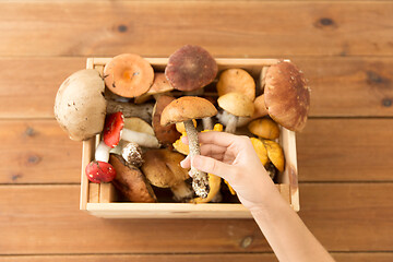 Image showing hand holding boletus over box of edible mushrooms