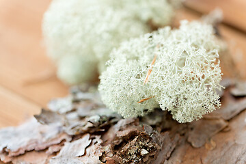 Image showing close up of reindeer lichen moss on pine tree bark