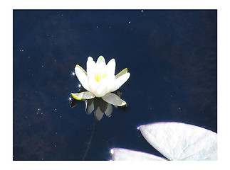 Image showing White Waterlily