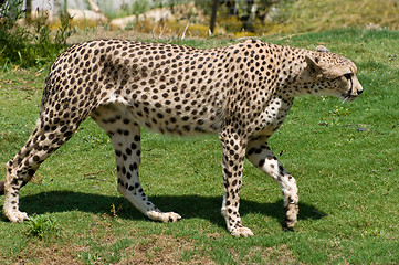 Image showing Adult cheetah