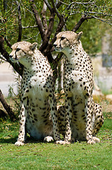 Image showing Two cheetahs