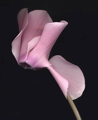 Image showing Cyclamen