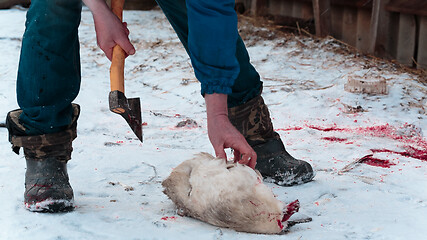 Image showing Man cuts off the wings on the goose carcass winter