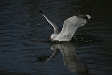 Image showing Gull 