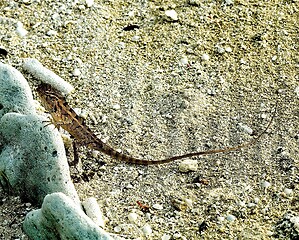 Image showing Lizard Agama on Stone