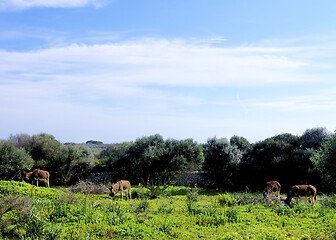 Image showing Burros on Pasture