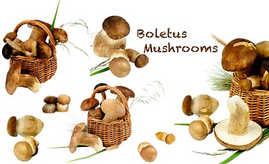 Image showing Collection of Boletus Mushrooms