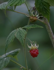 Image showing Raspberry