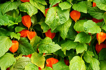 Image showing physalis texture plant