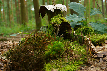 Image showing small house in the moss