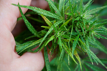 Image showing marijuana plant in human hand