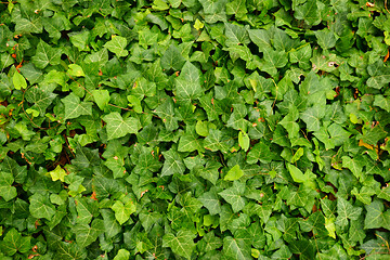 Image showing ivy plant testure