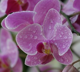 Image showing Orchid