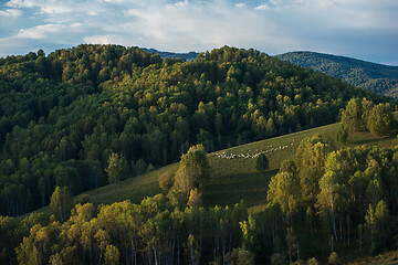 Image showing Herd of sheep in the forest and mountains
