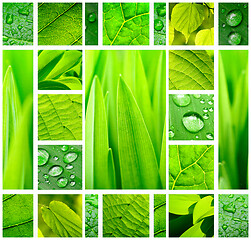 Image showing Abstract green collage with fresh green plants and leaves