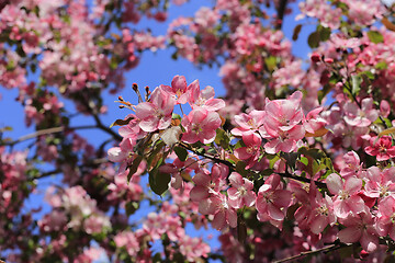 Image showing Branches of spring apple tree with beautiful pink flowers