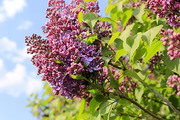 Image showing Beautiful flowering spring lilac branches