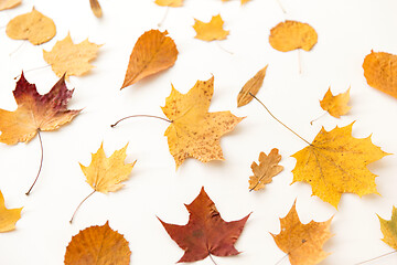 Image showing dry fallen autumn leaves on white background