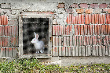 Image showing Rabbit in captivity