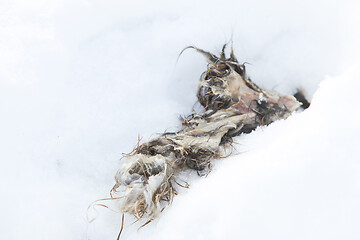 Image showing Carrion of dead animal