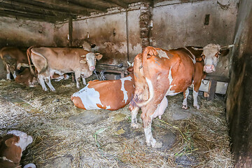 Image showing Cows in barn