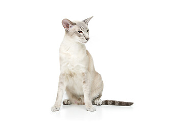 Image showing Beautiful oriental siam cat