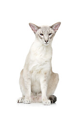 Image showing Beautiful oriental siam cat