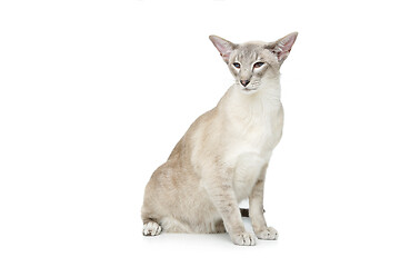 Image showing Beautiful oriental siam cat