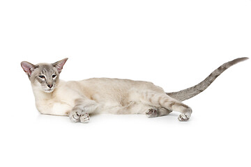 Image showing Beautiful oriental siam cat