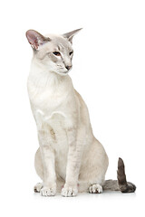 Image showing Beautiful oriental siam cat