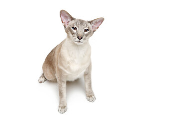 Image showing Beautiful oriental siam cat