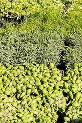 Image showing aromatic plant market rosemary sage mint parsley thyme basil sav