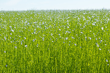 Image showing Large field of flax in bloom in spring