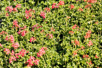 Image showing flowering geraniums in a spring flower market