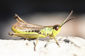 Image showing grasshopper