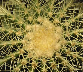 Image showing Cactus macro