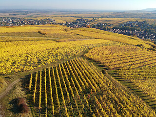 Image showing a view over a vineyard at Alsace France in autumn light