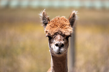 Image showing Alpaca animal in New Zealand