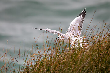 Image showing seagull bird starting to fly