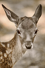 Image showing Portrait of a Fawn