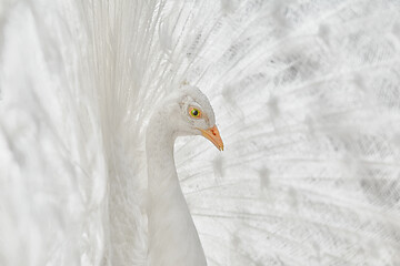 Image showing Portrait of White Peacock