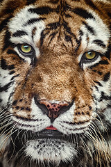 Image showing Portrait of Tiger